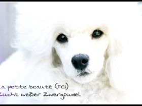 La petite beauté (FCI)