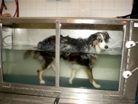 Praxis für Tierphysiotherapie - Lisa Keller