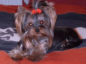 de les petite`s diable