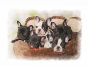 Lüttge Fladdermüüs