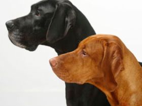 Dogjack24 - Hundeschule in Witten Bochum &Umgebung