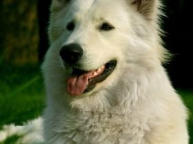 You win Again vom Werntal