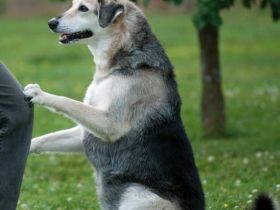 Harmony Life with dogs