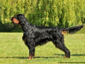 From the Noble Friends