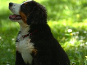 von der Frankenhöhe