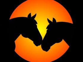 Mobile Tierheilpraxis u.Telefonische Beratung Gabriele Heil (VDT)