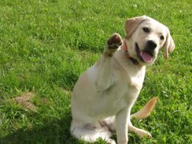 Hundeschule Claudia Köhlein