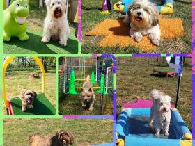 Hundeberatung Bell Ami