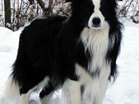 a leader from the tyre-stamp