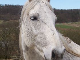 Praxis für Tierheilkunde & Tierpsychologie C.Kieslich