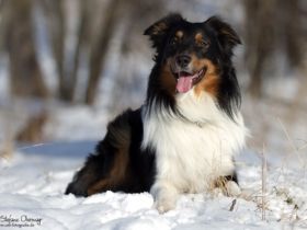 Doormann´s Captain Spike DNA-VP BH