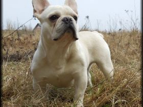 "Sam from Iron County"