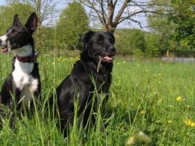domestic dog - Hundeschule Gut Zissendorf