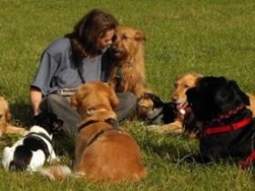 wedel wedel Hundeschule Stuttgart