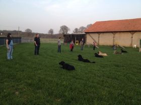 Tierpsychologische Praxis/Hundeschule Geldern