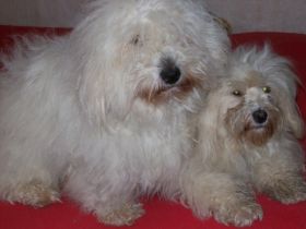 Coton - Dream - Deluxe