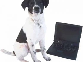 Hundeschule in Berlin Frank Lochmüller