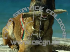 Cyno Service Cologne