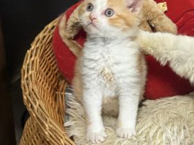 Zucht von Niederrhein, aus der Klosterstadt