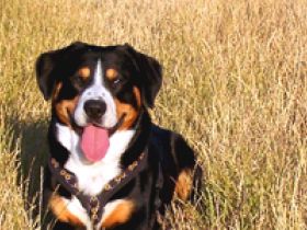 physio4dogs - mobile Praxis für Hundephysiotherapie und Hundeosteopathie