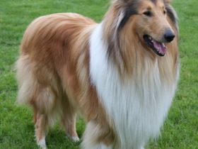 El Lobo vom Sternenfeld