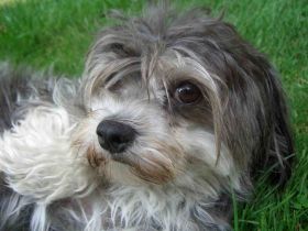 vom Eltingmühlenbach