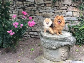 vom Adlershofer Wald