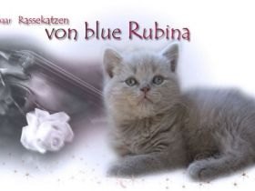 von blue Rubina