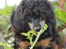 Haus Graven von der Wasserburg