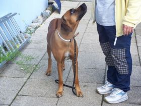 HUNDEINTERNAT BERLIN/BRANDENBURG