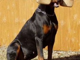 1a Hundeschule Hannover Walsrode Celle Bremen