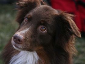 Hundepension Burgwedel