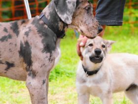 Hundeschule Wehlandt