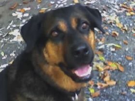 gassi-service, dog-rules in krefeld