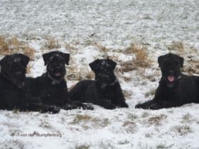 von der Stumpfenburg