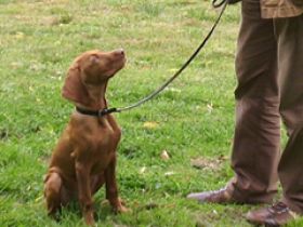 HSL Hundeschule Lüdersen
