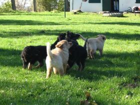 RZV für Hovawarthunde BG Wismar e. V.