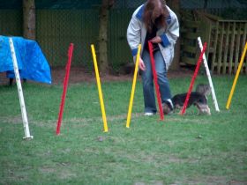 Pudelfreunde Frankfurt-Eckenheim