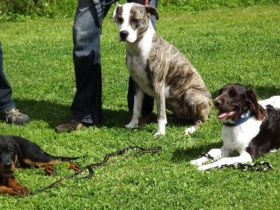 Hundeschule & Hundepension Helge Filipski
