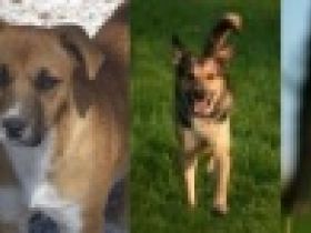 Mensch-Hund-Schule Nadine Böttcher