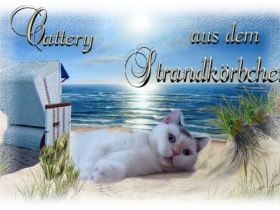 aus dem Strandkörbchen