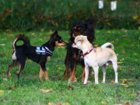 Hundeschule Likeadog