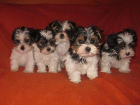 aus dem Herzogtum Lauenburg