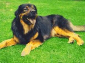 Mobile Tierheilpraxis Katharina Keane