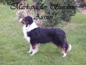 Markgraefler Sunshine