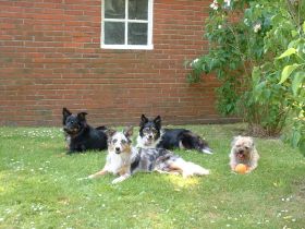 Hundepension TEAMWork