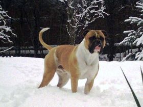 Northside´s Charly Brown