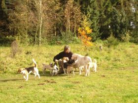 hundepension - hunde árt