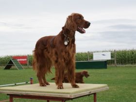 The Red  Pride of Kylemore