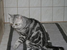 InCh.Aston Geschenk des Lebens7 Baden Württemberg